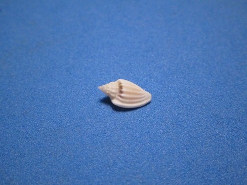 Eucithara marginelloides