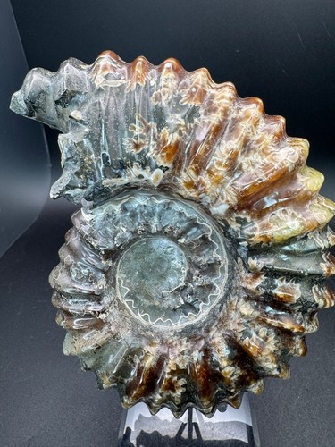 6926 ammonite fossile - ammonite,