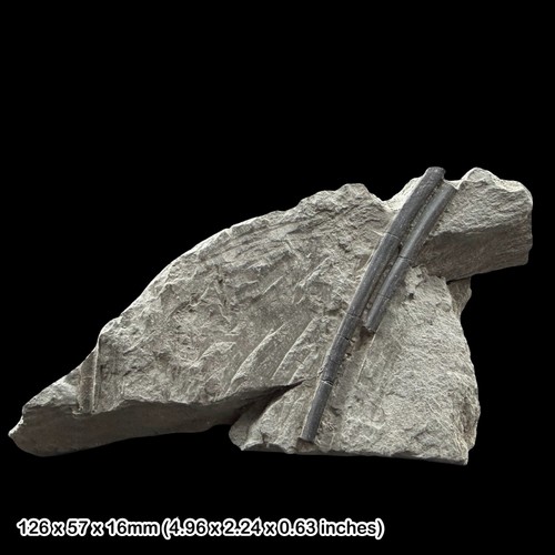 Ichthyosaur rib fossil - rib,